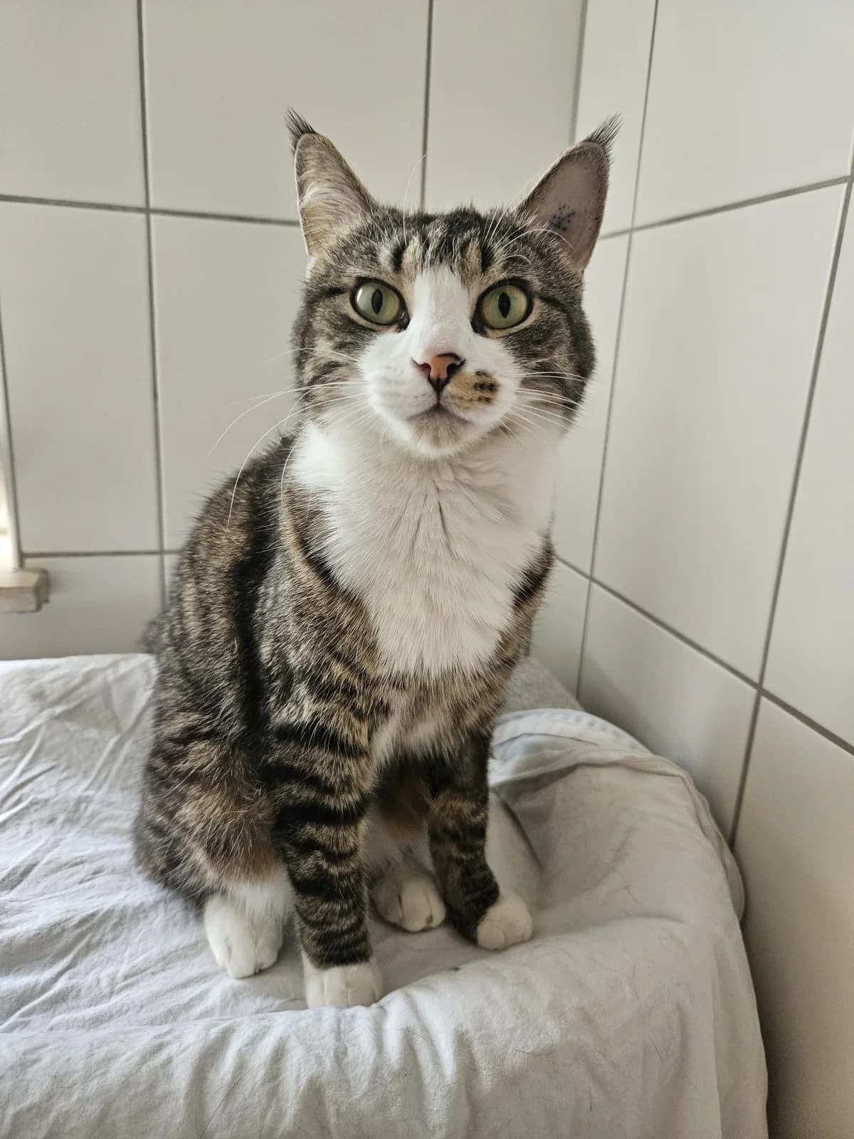 Josie, female young European Shorthair for adoption at Tierheim Mannheim, Mannheim