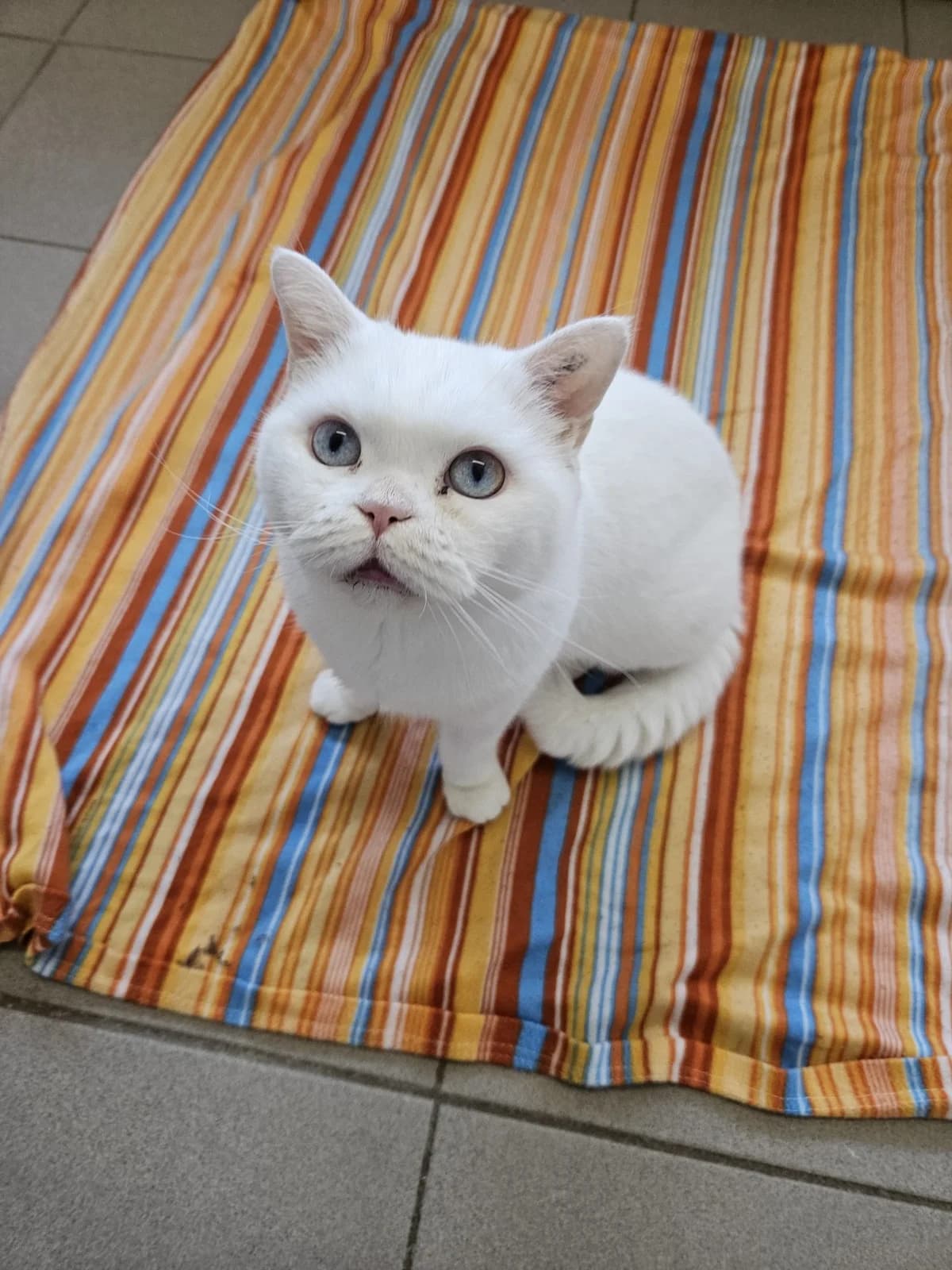 Elvira, female senior British Shorthair for adoption at Tierheim Mannheim, Mannheim