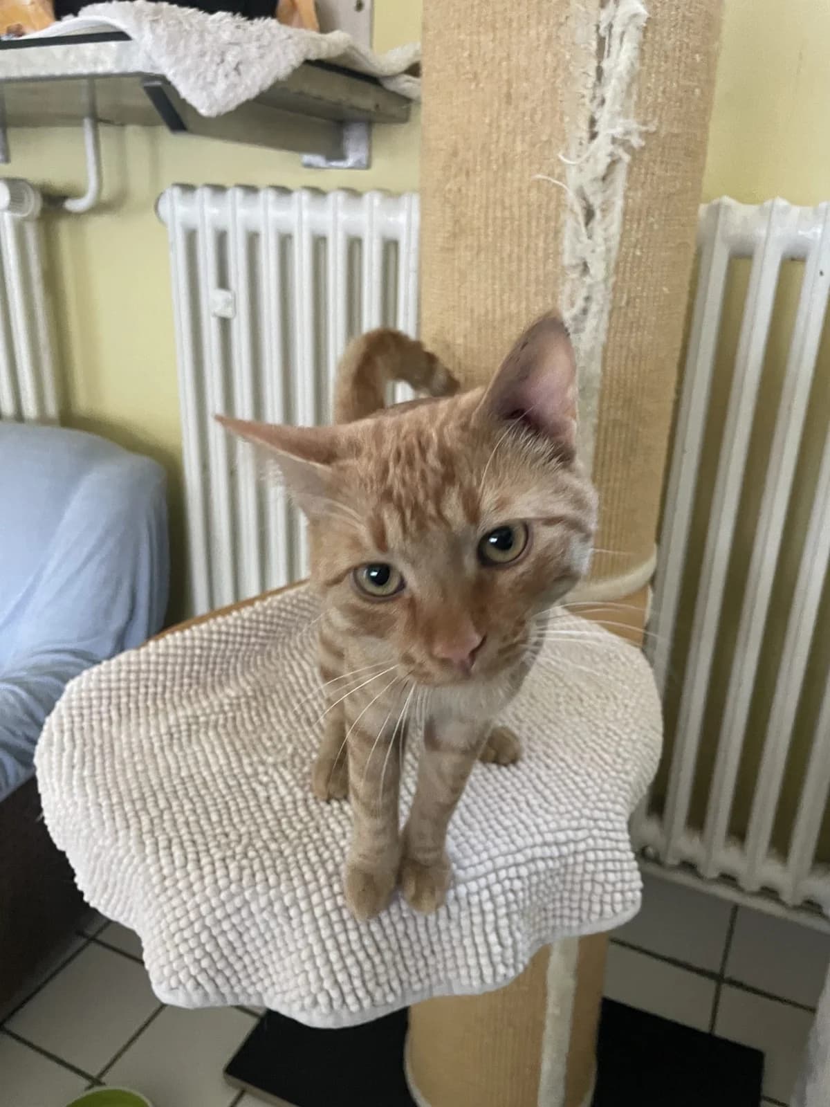 Flame, male puppy European Shorthair for adoption at Tierheim Mannheim, Mannheim
