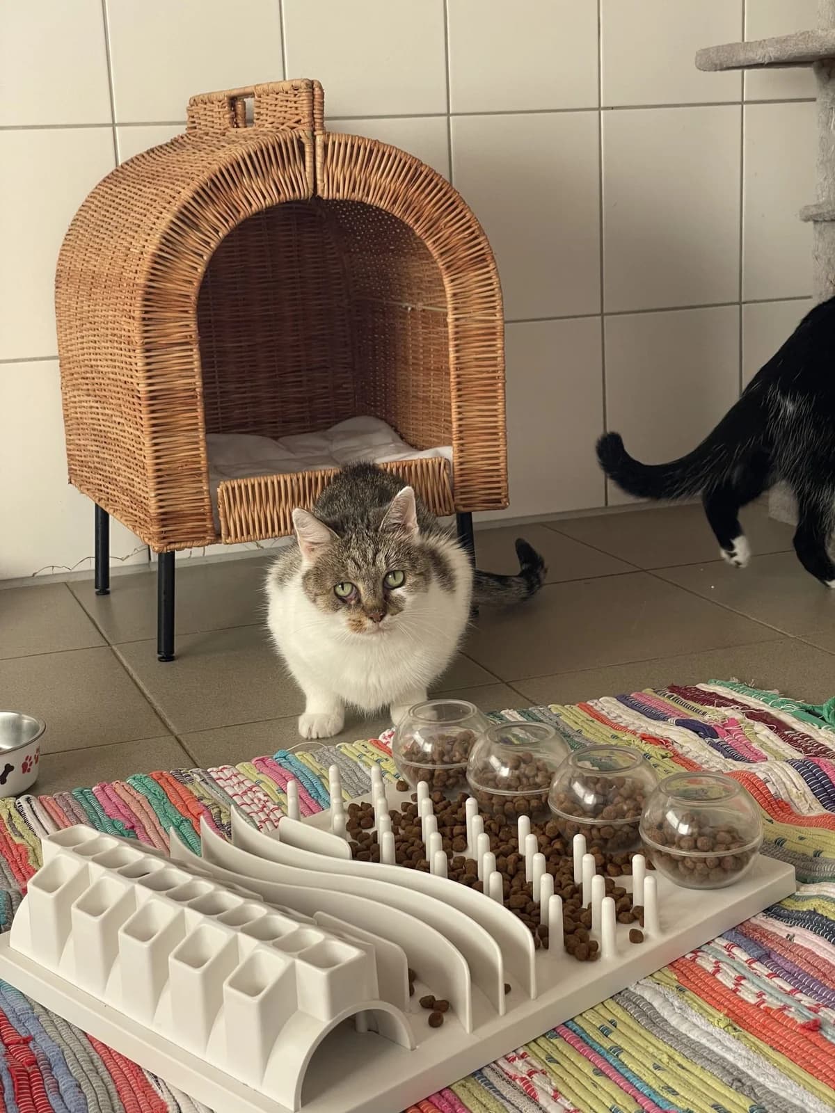 Diffi & Aang, female 6yo European Shorthair for adoption at Tierheim Mannheim, Mannheim