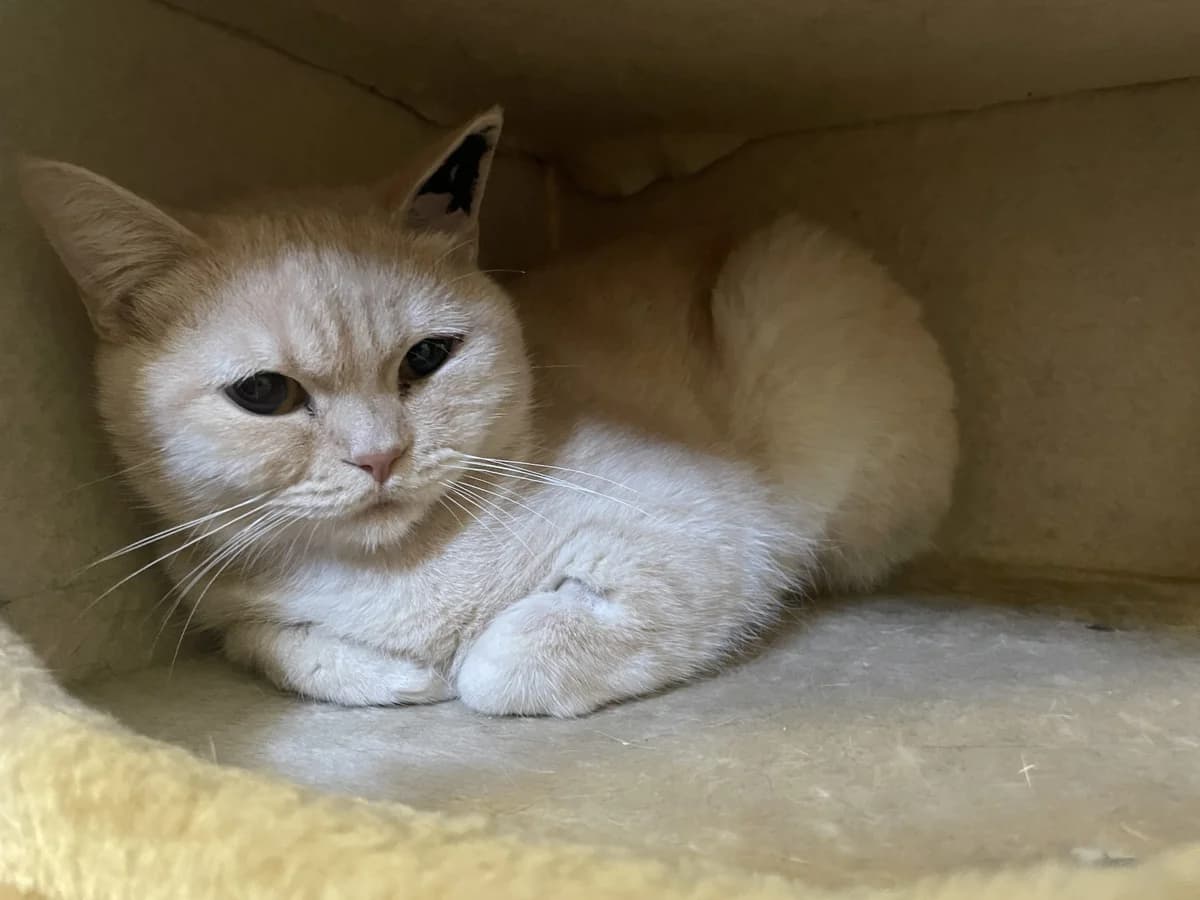 Jimmy, male puppy British Shorthair for adoption at Tierheim Mannheim, Mannheim