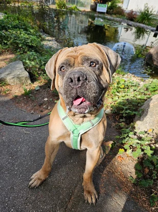 Bernd, male 5yo Bullmastiff for adoption at Tierheim Mannheim, Mannheim