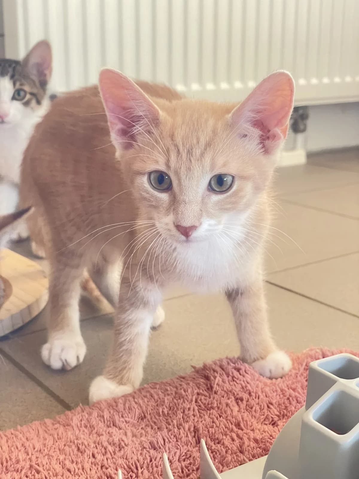 Jupiter, Saturn, Neptun, Venus, male puppy European Shorthair for adoption at Tierheim Mannheim, Mannheim