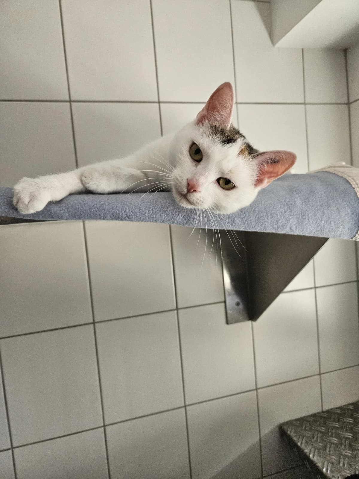 Kalani & Lucia, female young European Shorthair for adoption at Tierheim Mannheim, Mannheim