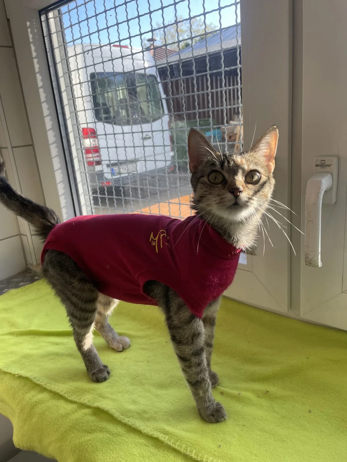 Amina, female young European Shorthair for adoption at Tierheim Mannheim, Mannheim