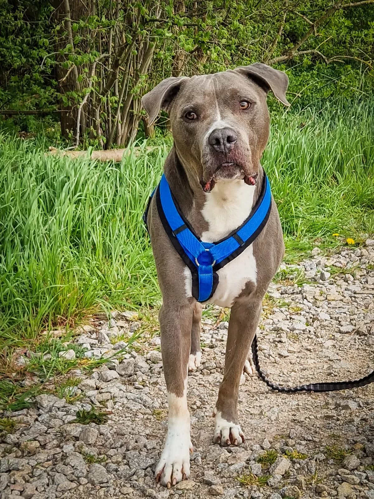 Grey, male senior Mixed Breed for adoption at Tierheim Mannheim, Mannheim