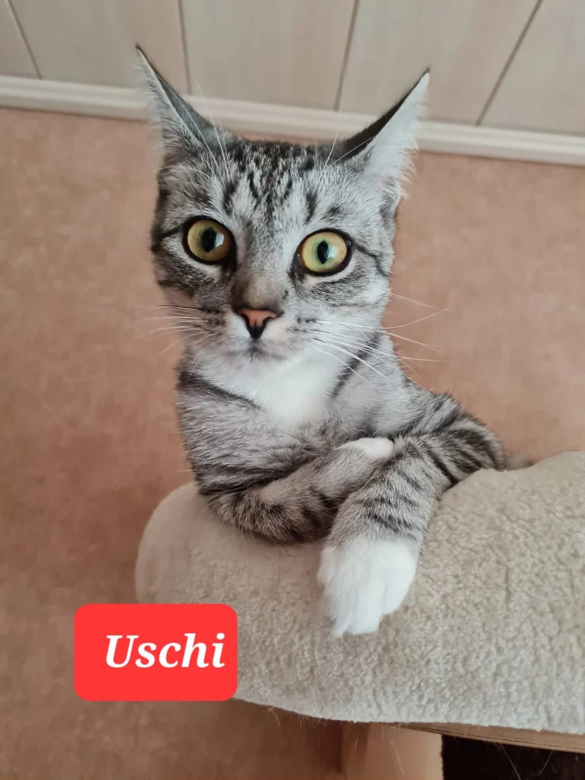 Hilde, Uschi, Bärbel, female puppy European Shorthair for adoption at Tierheim Mannheim, Mannheim