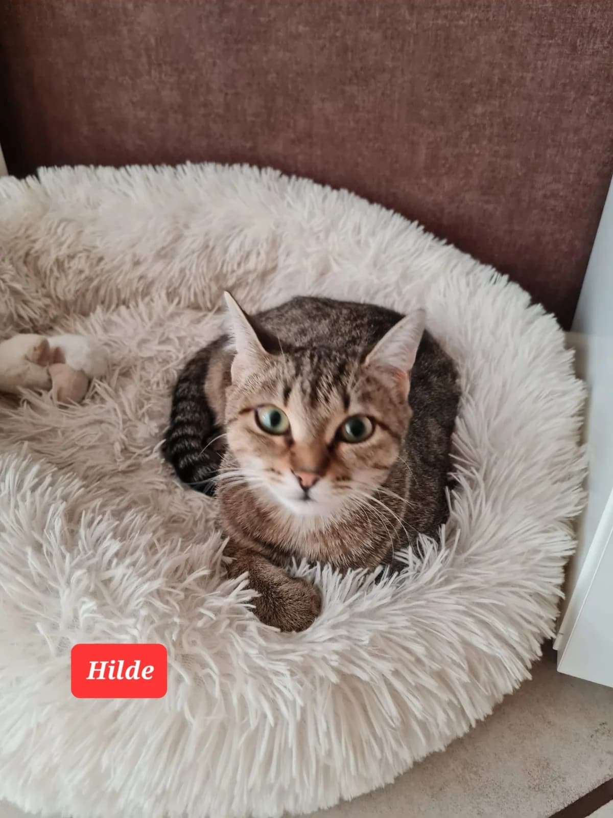 Hilde, female puppy European Shorthair for adoption at Tierheim Mannheim, Mannheim