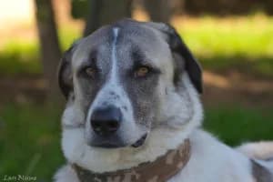 Goofy, male senior Mixed Breed for adoption at Tierheim Marburg, Marburg