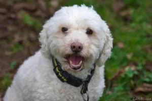 Rocky, male senior Mixed Breed for adoption at Tierheim Marburg, Marburg