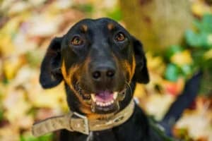 Von Privat Foxy, male senior Mixed Breed for adoption at Tierheim Marburg, Marburg