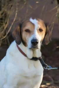 Sherlock, male senior Mixed Breed for adoption at Tierheim Marburg, Marburg
