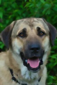 Nelson, male 4yo Mixed Breed for adoption at Tierheim Marburg, Marburg