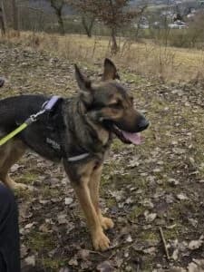 Von Privat Alex, male 4yo German Shepherd for adoption at Tierheim Marburg, Marburg