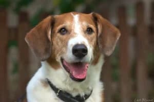 Ferdi, male senior Mixed Breed for adoption at Tierheim Marburg, Marburg