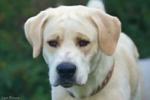 Nacho, male young Mixed Breed for adoption at Tierheim Marburg, Marburg
