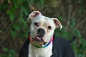 Sky, male 5yo Mixed Breed for adoption at Tierheim Marburg, Marburg