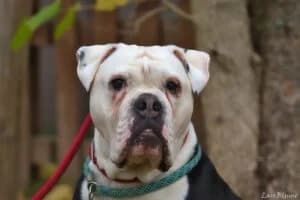 Uwe, male senior Mixed Breed for adoption at Tierheim Marburg, Marburg