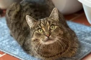 Friends, male senior Mixed Breed for adoption at Tierheim Marburg, Marburg