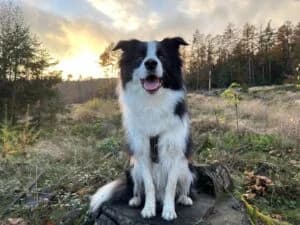 Von Privat Luke, male 6yo Border Collie for adoption at Tierheim Marburg, Marburg