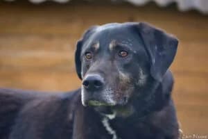 Cooper, male 4yo Mixed Breed for adoption at Tierheim Marburg, Marburg