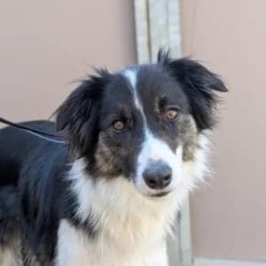 Von Privat Paul, male 4yo Border Collie for adoption at Tierheim Marburg, Marburg