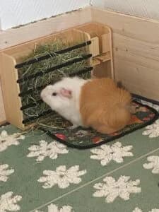 Von Privat Hermine Harry, male young Mixed Breed for adoption at Tierheim Marburg, Marburg