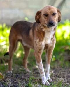 Animal Last Hope Foundation Brownie, male 3yo Mixed Breed for adoption at Tierheim Marburg, Marburg