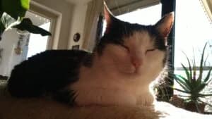 Von Privat Lilly, female senior Mixed Breed for adoption at Tierheim Marburg, Marburg