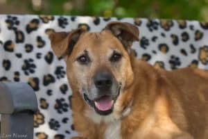 Champ, male senior Mixed Breed for adoption at Tierheim Marburg, Marburg