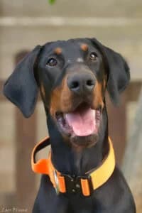 Storm, male young Mixed Breed for adoption at Tierheim Marburg, Marburg