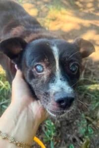 Kruemel, male senior Mixed Breed for adoption at Tierheim Marburg, Marburg