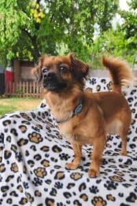 Romy, female 4yo Mixed Breed for adoption at Tierheim Marburg, Marburg