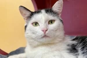 Elazar, male puppy Mixed Breed for adoption at Tierheim Marburg, Marburg