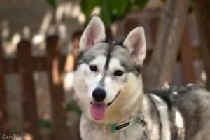 Ylva, male 4yo Mixed Breed for adoption at Tierheim Marburg, Marburg