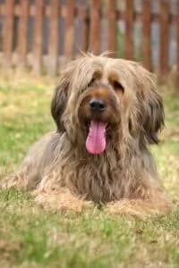 Benji, male 6yo Mixed Breed for adoption at Tierheim Marburg, Marburg