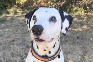 Armani, male senior Mixed Breed for adoption at Tierheim Marburg, Marburg