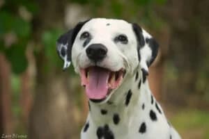 Armani, male senior Mixed Breed for adoption at Tierheim Marburg, Marburg