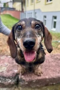 Beppo, male senior Mixed Breed for adoption at Tierheim Marburg, Marburg