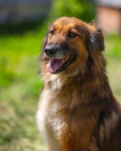 Animal Last Chance Foundation Zoro, female young Mixed Breed for adoption at Tierheim Marburg, Marburg