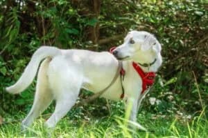 Von Privat Blanca, female 4yo Mixed Breed for adoption at Tierheim Marburg, Marburg