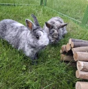 Von Privat Mina Und Micky, male 7yo Mixed Breed for adoption at Tierheim Marburg, Marburg