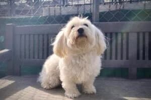 Teddy, male senior Mixed Breed for adoption at Tierheim Marburg, Marburg