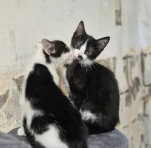 Patchouli Papillon Potpourri Und Poesie, male puppy Mixed Breed for adoption at Tierheim Marburg, Marburg