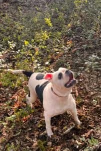 Von Privat Isy, male 7yo Mixed Breed for adoption at Tierheim Marburg, Marburg