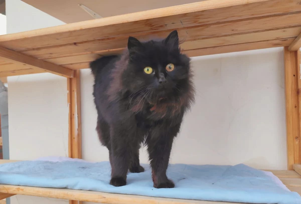 Hermine, female senior Mixed Breed for adoption at Tierheim Marktoberdorf, Marktoberdorf