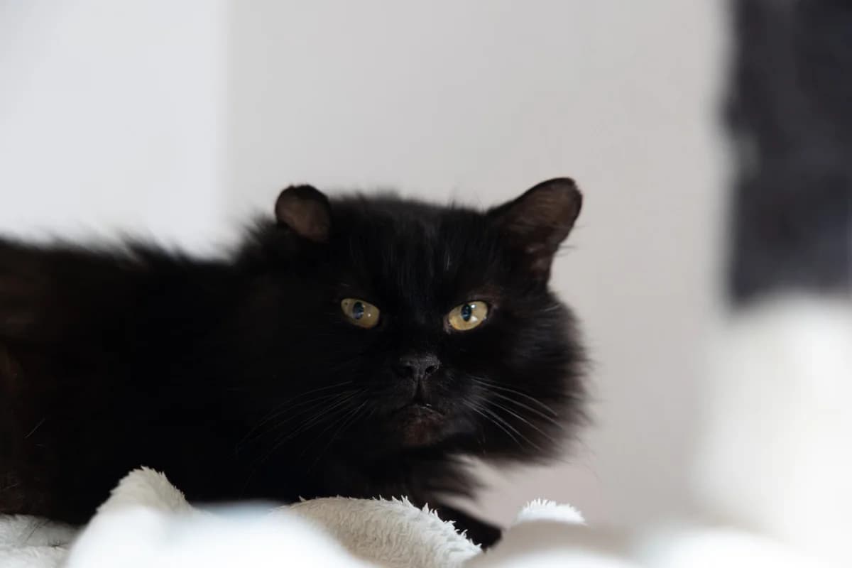 Hermann, male Mixed Breed for adoption at Tierheim Marktoberdorf, Marktoberdorf