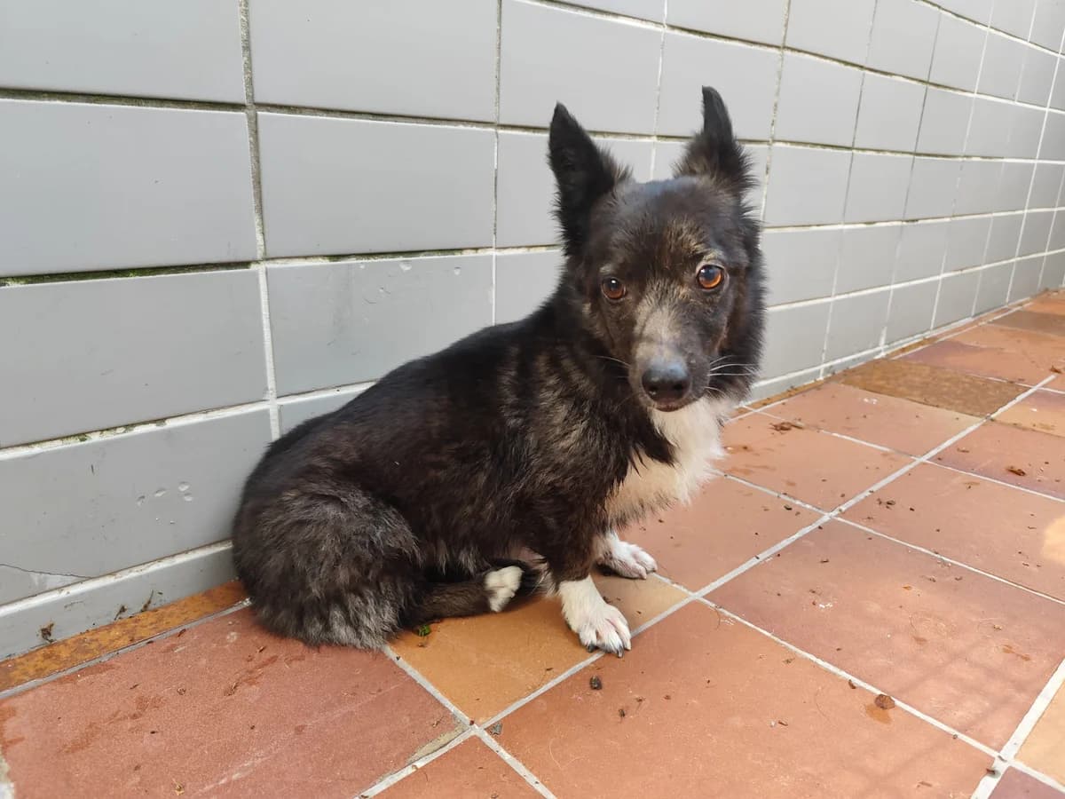 Hundedame, female Mixed Breed for adoption at Tierheim Marktoberdorf, Marktoberdorf