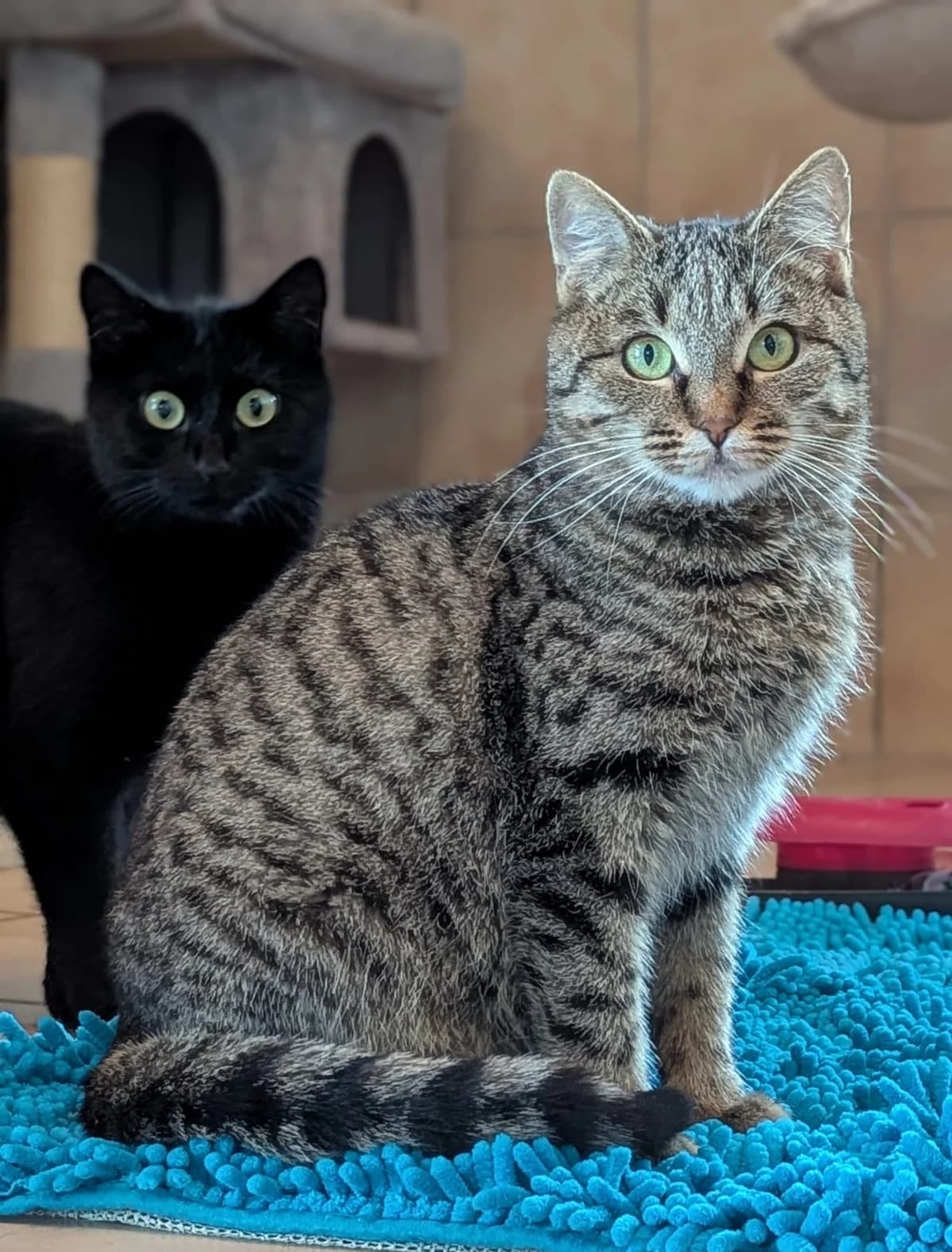 Pankratz, male Mixed Breed for adoption at Tierheim Marktoberdorf, Marktoberdorf