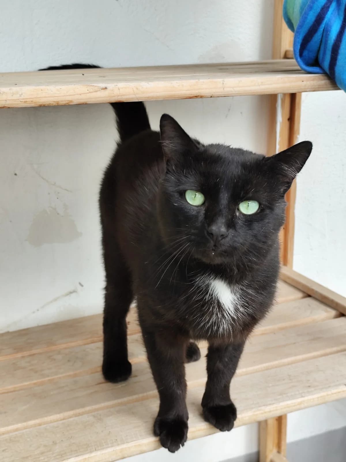 Tom, male Mixed Breed for adoption at Tierheim Marktoberdorf, Marktoberdorf